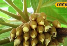 इस पौधे के बीज से निकलता है देशी घी, फूल से शहद…भगाता है सांप, गाउट में रामबाण