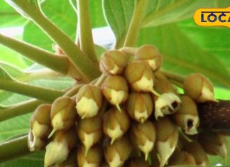 इस पौधे के बीज से निकलता है देशी घी, फूल से शहद…भगाता है सांप, गाउट में रामबाण