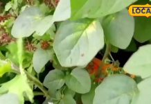 सड़क किनारे उगने वाली ये झाड़ी… सफेद दाग, डायबिटीज के लिए काल, पाइल्स की भी अचूक दवा