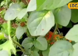 सड़क किनारे उगने वाली ये झाड़ी… सफेद दाग, डायबिटीज के लिए काल, पाइल्स की भी अचूक दवा