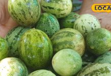 बहुत चमत्कारी है ये जंगली सब्जी, स्वाद में मटन-चिकन फेल, पथरी और डायबिटीज का काल, फायदे सुन आप रह जाएंगे सन्न