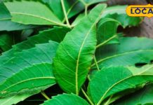 औषधीय गुणों की खान, वेदों में भी है इसका वर्णन, हर गली में मिल जाएगा एक पेड़