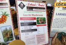 बिजली कड़कने पर खुद ही उगता है यह मशरूम, कैंसर-डायबिटीज से करता है बचाव, कीमत जान उड़ जाएंगे होश