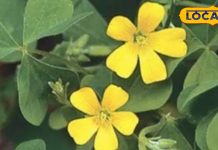 अमृत से कम नहीं हैं इस घास की पत्तियां, लिकोरिया से लेकर बवासीर जैसी बीमारियों को करती हैं जड़ से दूर