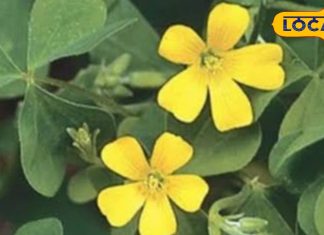 अमृत से कम नहीं हैं इस घास की पत्तियां, लिकोरिया से लेकर बवासीर जैसी बीमारियों को करती हैं जड़ से दूर