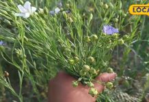 बड़े की कमाल का ये पौधा, कैंसर तक का कर देता है इलाज, घी की तरह करें इस्तेमाल