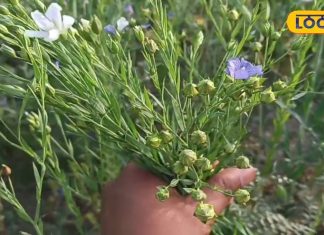 बड़े की कमाल का ये पौधा, कैंसर तक का कर देता है इलाज, घी की तरह करें इस्तेमाल