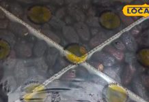 कैल्शियम से मैग्नीशियम तक! ये ड्राई फ्रूट है शरीर के लिए बवाल, गुमला के इस दुकान पर खाएं 4 देशों के खजूर