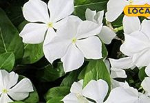 Sadabahar Flower Benefits: बड़े काम के सदाबहार के फूल, स्किन की इन दिक्कतों से मिलेगा छुटकारा