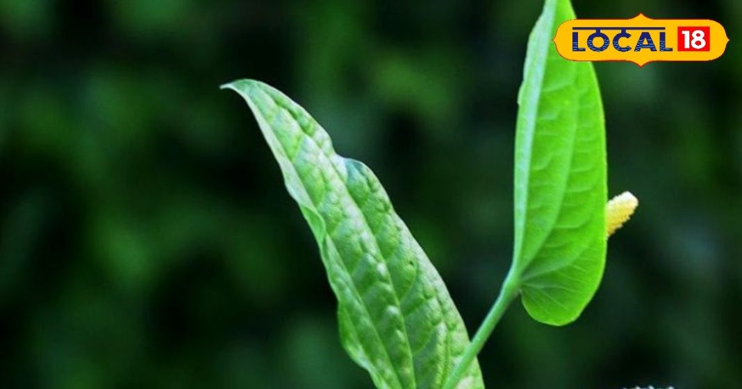 सोने से पहले कर लें इस मसाले का सेवन, बीमारियों सहित इन समस्याओं में कारगर!