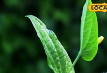 सोने से पहले कर लें इस मसाले का सेवन, बीमारियों सहित इन समस्याओं में कारगर!