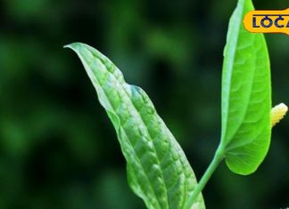 सोने से पहले कर लें इस मसाले का सेवन, बीमारियों सहित इन समस्याओं में कारगर!