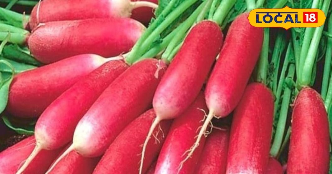 औषधि का भंडार है लाल मूली! सफेद से 100 गुना अधिक पाया जाता है एंटीऑक्सीडेंट, इन बीमारियों में है बेहद कारगर