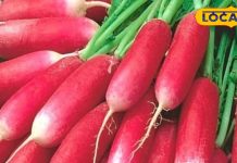 औषधि का भंडार है लाल मूली! सफेद से 100 गुना अधिक पाया जाता है एंटीऑक्सीडेंट, इन बीमारियों में है बेहद कारगर