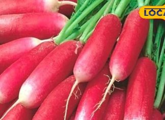 औषधि का भंडार है लाल मूली! सफेद से 100 गुना अधिक पाया जाता है एंटीऑक्सीडेंट, इन बीमारियों में है बेहद कारगर