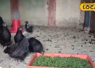 दवा से कम नहीं है इस मुर्गे की मीट! डायबिटीज और हार्ट पेशेंट के लिए वरदान, विदेशों में भारी डिमांड, जानिए खासियत