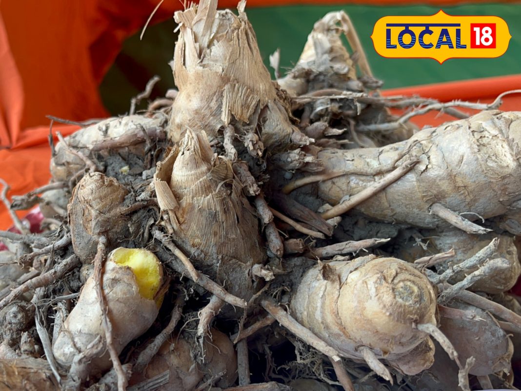 Anti-aging mango ginger benifits – Bharat.one हिंदी