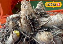 Anti-aging mango ginger benifits – Bharat.one हिंदी