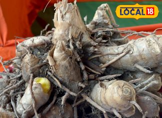 Anti-aging mango ginger benifits – Bharat.one हिंदी