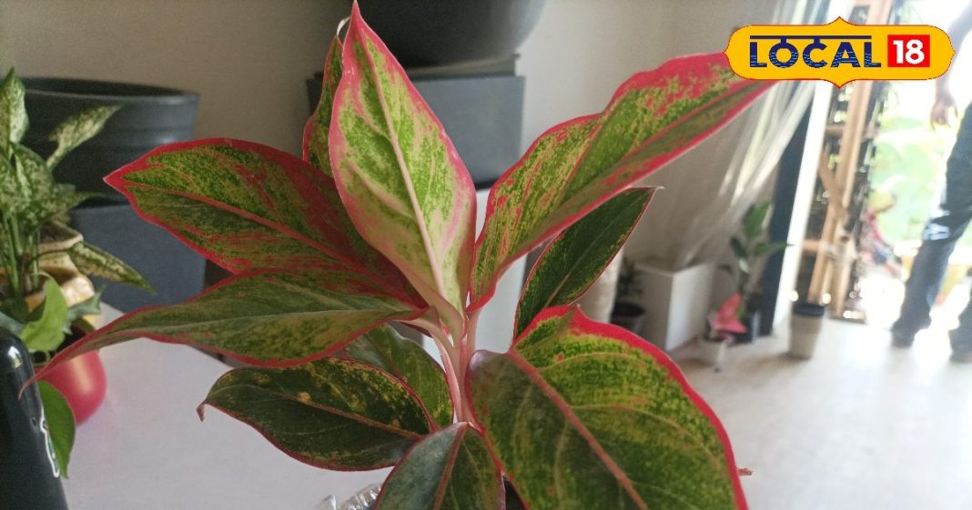 ऑक्सीजन का पावर हाउस हैं ये पौधे! नींद आएगी मस्त, दूर रहेगी थकावट