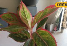 ऑक्सीजन का पावर हाउस हैं ये पौधे! नींद आएगी मस्त, दूर रहेगी थकावट