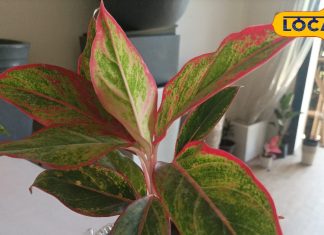 ऑक्सीजन का पावर हाउस हैं ये पौधे! नींद आएगी मस्त, दूर रहेगी थकावट