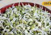 चीज एक फायदे अनेक, सुबह सुबह खाए अंकुरित मूंग, दूर होंगे ये बीमारियां…