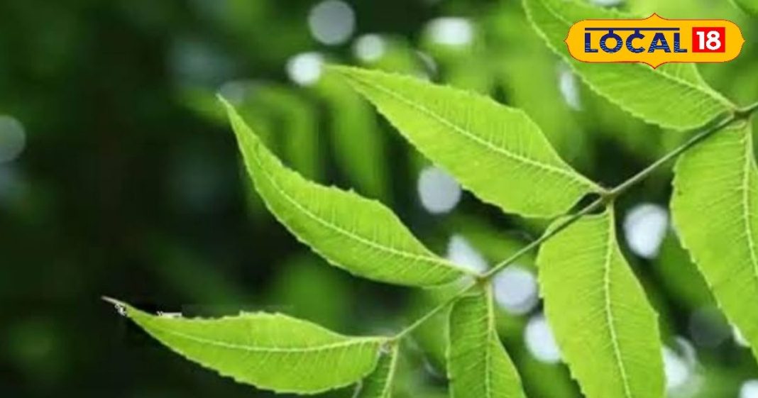 एक्जिमा और सोरायसिस जैसी गंभीर बीमारियों खात्मा करता है यह जादुई पत्ता, इसके गुण देख कर रह जाएंगे हैरान