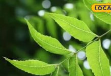 एक्जिमा और सोरायसिस जैसी गंभीर बीमारियों खात्मा करता है यह जादुई पत्ता, इसके गुण देख कर रह जाएंगे हैरान