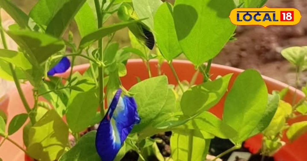 स्वर्ग से धरती पर आया ये फूल! तनाव करे दूर, चमक उठेंगे चेहरा और बाल