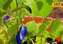 स्वर्ग से धरती पर आया ये फूल! तनाव करे दूर, चमक उठेंगे चेहरा और बाल