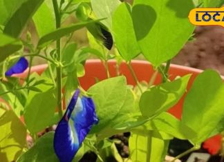 स्वर्ग से धरती पर आया ये फूल! तनाव करे दूर, चमक उठेंगे चेहरा और बाल