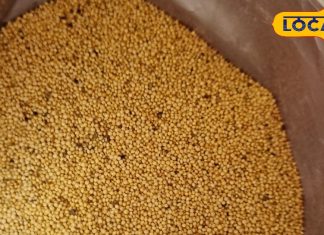 उत्तराखंड के पहाड़ों का अनोखा लड्डू, आंखों की रोशनी और कब्ज के लिए है रामबाण, पाचन तंत्र होता है मजबूत