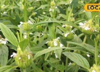 इस पौधे की पत्तियों और बीजों में है संजीवनी, सर्दी से लेकर गठिया तक जड़ से कर देगा गायब