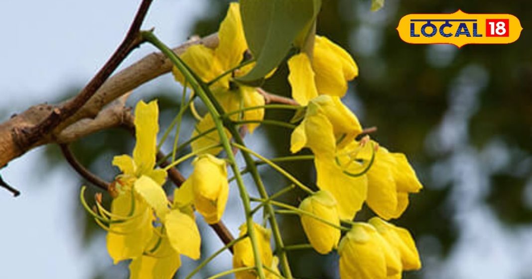 दवाई लगाकर हार गए हैं तो इस फूल का करें उपयोग, दाद, खाज और खुजली हो जाएगी दूर, थायराइड में भी लाभप्रद