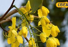 दवाई लगाकर हार गए हैं तो इस फूल का करें उपयोग, दाद, खाज और खुजली हो जाएगी दूर, थायराइड में भी लाभप्रद