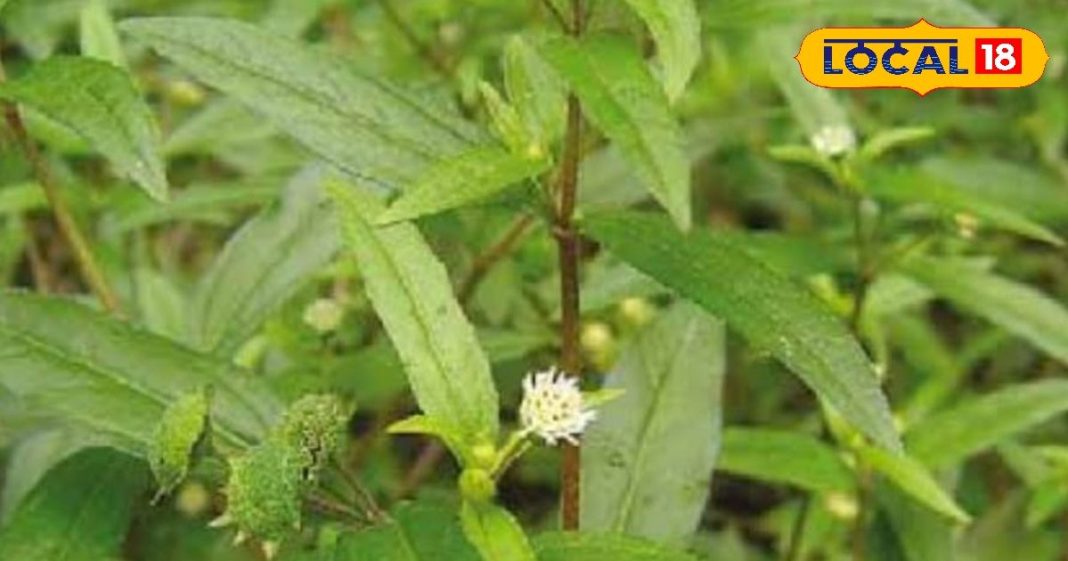 गठिया, अस्थमा के दुश्मन हैं ये चमत्कारी हरे पत्ते…लिवर के लिए भी फायदेमंद, खाते ही आ जाएगा शरीर में जोश! – Bharat.one हिंदी