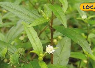 गठिया, अस्थमा के दुश्मन हैं ये चमत्कारी हरे पत्ते…लिवर के लिए भी फायदेमंद, खाते ही आ जाएगा शरीर में जोश! – Bharat.one हिंदी