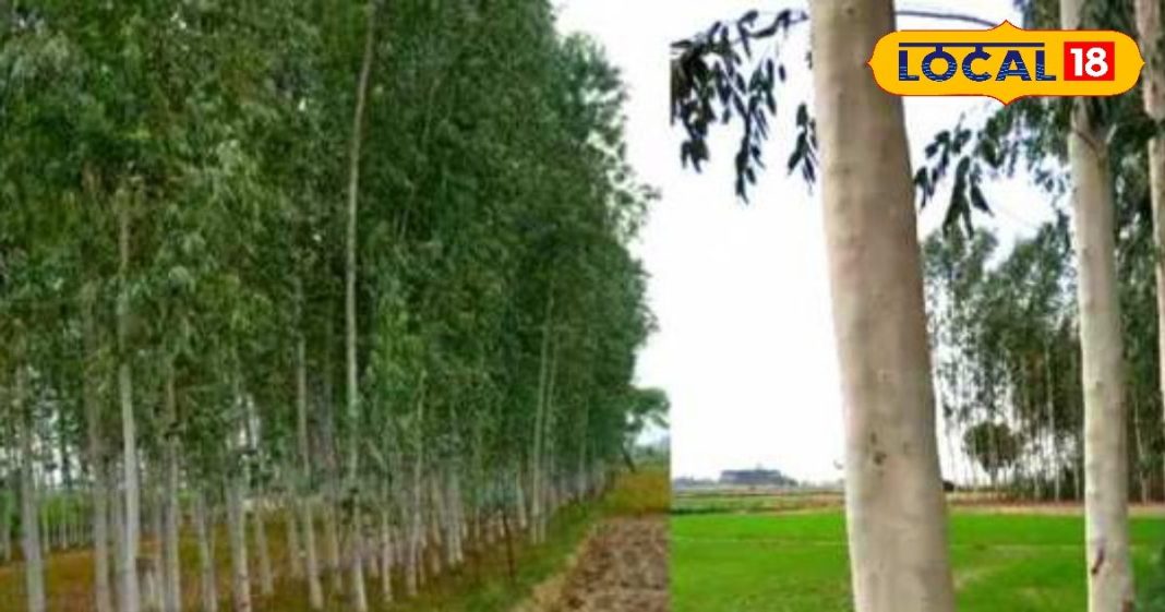 डिप्रेशन को करें कम…दर्द से दिलाए छुटकारा! बड़ा करामाती है इस पत्ते का तेल, कई बीमारियों को करता है नाश