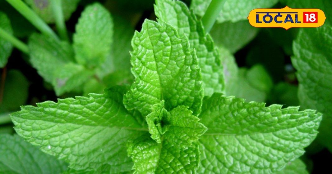 संजीवनी बूटी से कम नहीं यह साधारण सा पौधा, रोजाना चबा लें दो पत्ते, फायदे जान हो जाएंगे हैरान