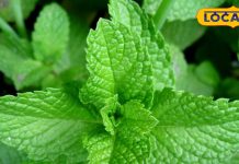 संजीवनी बूटी से कम नहीं यह साधारण सा पौधा, रोजाना चबा लें दो पत्ते, फायदे जान हो जाएंगे हैरान