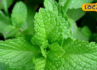 संजीवनी बूटी से कम नहीं यह साधारण सा पौधा, रोजाना चबा लें दो पत्ते, फायदे जान हो जाएंगे हैरान