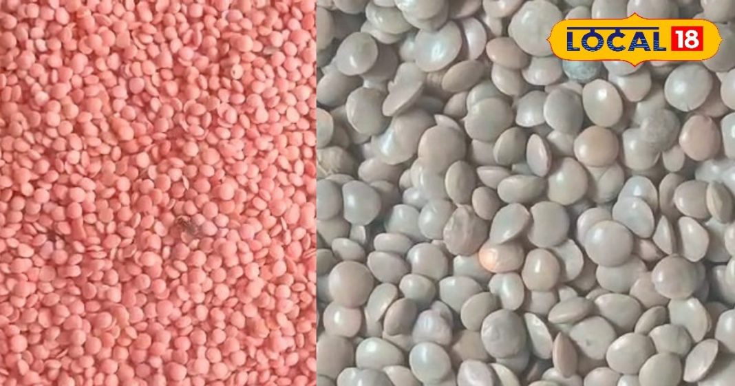 नॉनवेज से ज्यादा इस दाल से मिलेगी ‘ताकत,’ वेजेटेरियन लोगों के लिए है प्रोटीन की खान