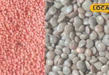 नॉनवेज से ज्यादा इस दाल से मिलेगी ‘ताकत,’ वेजेटेरियन लोगों के लिए है प्रोटीन की खान