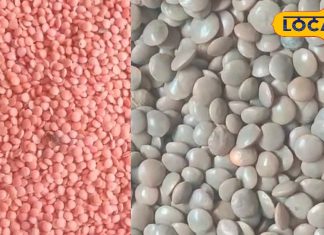 नॉनवेज से ज्यादा इस दाल से मिलेगी ‘ताकत,’ वेजेटेरियन लोगों के लिए है प्रोटीन की खान