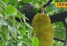 इस पेड़ के फल और पत्तों में छिपा है औषधीय खजाना, इसके इस्तेमाल से दूर होती है ब्लड शुगर से लेकर सिरदर्द जैसी समस्याएं