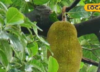 इस पेड़ के फल और पत्तों में छिपा है औषधीय खजाना, इसके इस्तेमाल से दूर होती है ब्लड शुगर से लेकर सिरदर्द जैसी समस्याएं