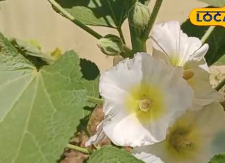 दर्द, सूजन, जलन या स्किन प्रॉब्लम, ये पौधा दूर करता है सौ बीमारियां! UTI और पीरियड पेन में भी रामबाण