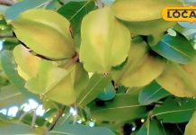 दवाओं का भी बाप है ये पेड़, हृदय रोग से लेकर पेट की समस्या के लिए रामबाण, एक्सपर्ट से जानें कैसे लें लाभ