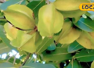 दवाओं का भी बाप है ये पेड़, हृदय रोग से लेकर पेट की समस्या के लिए रामबाण, एक्सपर्ट से जानें कैसे लें लाभ